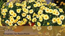  Presentation with daisy - Audience pleasing PPT layouts consisting of flowers-of-yellow-marguerite-daisy backdrop and a gold colored foreground
