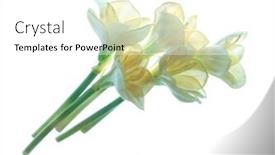  Presentation with wedding white - Amazing slide deck having flowers-on-a-white-background backdrop and a white colored foreground