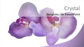  Presentation with white wedding - Cool new PPT layouts with flowers-on-a-white-background backdrop and a white colored foreground