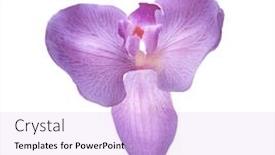  Presentation with wedding white - Slide deck enhanced with flowers-on-a-white-background background and a lavender colored foreground