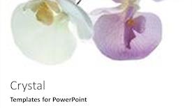  Presentation with wedding white - Presentation theme consisting of flowers-on-a-white-background background and a white colored foreground