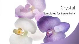  Presentation with white wedding - Beautiful presentation featuring flowers-on-a-white-background backdrop and a white colored foreground