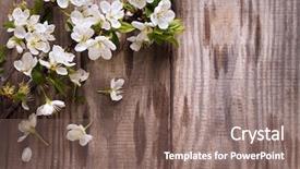  Presentation with old wood - Cool new PPT layouts with flowers on background of old backdrop and a coral colored foreground