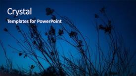  Presentation with dark night - Cool new PPT layouts with flowers on dark-blue night backdrop and a navy blue colored foreground