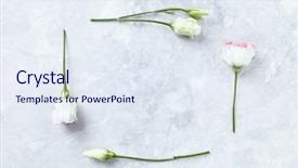  Presentation with gentian - Presentation theme consisting of flowers on gray stone background background and a sky blue colored foreground