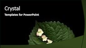  Presentation with green leaf - Slides with flowers-on-green-leaf background and a black colored foreground