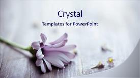  Presentation with wood rustic - Colorful presentation design enhanced with flowers-on-rustic-wood backdrop and a sky blue colored foreground