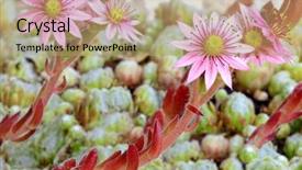  Presentation with chicks - PPT theme with chicke - closeup of pink flowers background and a coral colored foreground