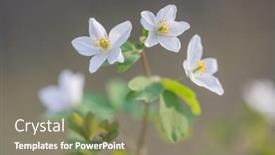  Presentation with forest - Beautiful slides featuring flowers-on-spring-forest-closeup backdrop and a coral colored foreground