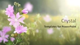  Presentation with spring nature grass - Presentation with flowers-on-sunny-beautiful-nature background and a soft green colored foreground