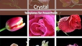  Presentation with black hitory - Audience pleasing presentation theme consisting of flowers on the black background backdrop and a tawny brown colored foreground