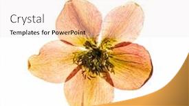  Presentation with white flowers - Theme having flowers-on-the-white-background background and a sky blue colored foreground