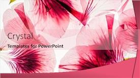  Presentation with white flowers - Slide set having flowers-on-the-white-background background and a lemonade colored foreground