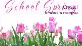  Presentation with jasmine spring flowers - PPT theme consisting of flowers on white background additional background and a  colored foreground