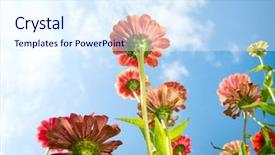  Presentation with autumn blue - Slides featuring flowers over blue sky zinnia flower autumn flowers background and a sky blue colored foreground