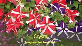  Presentation with jesus in the garden of getshame - Audience pleasing presentation theme consisting of flowers petunias that are bicolor backdrop and a  colored foreground