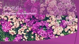  Presentation with pink green - Theme enhanced with flowers-pink-roses-on-green background and a violet colored foreground