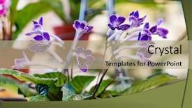  Presentation with flowers - Beautiful presentation theme featuring flowers primrose blue primula flowers backdrop and a mint green colored foreground