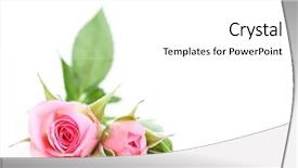  Presentation with white rose - Cool new slides with flowers roses isolated on white backdrop and a white colored foreground