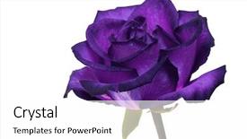  Presentation with white rose - Cool new PPT layouts with violet rose on white background backdrop and a white colored foreground