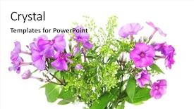  Presentation with white flowers - Slides having flowers small bouquet of pansy background and a white colored foreground
