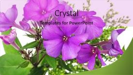  Presentation with pansy - Colorful slide deck enhanced with flowers small bouquet of pansy backdrop and a lilac colored foreground