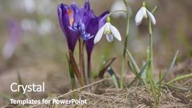  Presentation with spring - Cool new PPT layouts with flowers snowdrops and crocus primrose backdrop and a  colored foreground