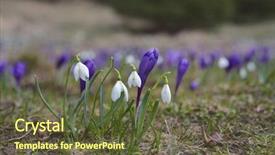  Presentation with spring - Slide deck with flowers snowdrops and crocus primrose background and a  colored foreground