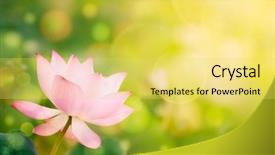  Presentation with lotus flower - Slides featuring flowers spiritual - morning lotus flower background and a yellow colored foreground
