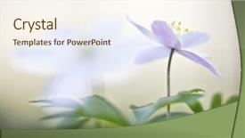 Presentation with wild flower - Colorful presentation theme enhanced with flowers spiritual - single wild flower anemone nemerosa backdrop and a cream colored foreground