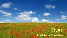 Presentation with poppies - Beautiful PPT theme featuring flowers spring - bright red poppies on sun backdrop and a tawny brown colored foreground