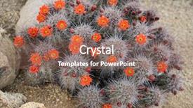  Presentation with arizona desert - PPT theme enhanced with flowers spring desert in scottsdale background and a violet colored foreground