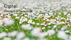  Presentation with italia - Beautiful theme featuring flowers spring field background italia backdrop and a light gray colored foreground