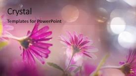  Presentation with flowers - Colorful slide set enhanced with flowers suitable for floral background backdrop and a  colored foreground