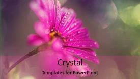  Presentation with beautiful floral border flower design - PPT layouts featuring flowers suitable for floral background background and a  colored foreground