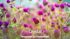  Presentation with flowers - Slide set consisting of flowers suitable for floral background background and a coral colored foreground