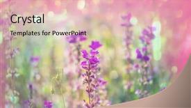  Presentation with beautiful flowers border floral design - Audience pleasing slide deck consisting of flowers suitable for floral background backdrop and a  colored foreground