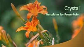  Presentation with beautiful flowers border floral design - Presentation theme with flowers suitable for floral background background and a  colored foreground