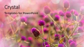  Presentation with flowers - Slide deck enhanced with flowers suitable for floral background background and a  colored foreground