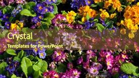  Presentation with flowers - Audience pleasing slide set consisting of flowers suitable for floral background backdrop and a  colored foreground