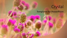  Presentation with flowers - Theme having flowers suitable for floral background background and a  colored foreground