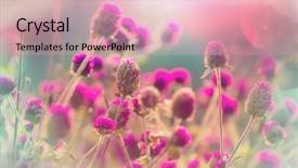  Presentation with flowers - Slide set enhanced with flowers suitable for floral background background and a  colored foreground