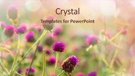  Presentation with flowers - Slide set featuring flowers suitable for floral background background and a lemonade colored foreground