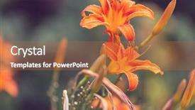  Presentation with flowers - PPT theme with flowers suitable for floral background background and a  colored foreground