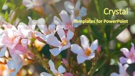  Presentation with beautiful flowers border floral design - Presentation design with flowers suitable for floral background background and a  colored foreground