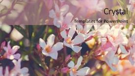  Presentation with tropical flowers close up - Cool new presentation theme with flowers suitable for floral background backdrop and a coral colored foreground