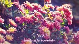  Presentation with beautiful floral border flower design - Amazing slide set having flowers suitable for floral background backdrop and a violet colored foreground