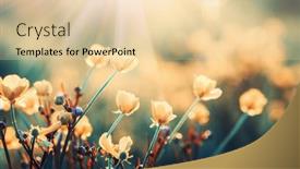  Presentation with spring - Beautiful presentation design featuring flowers-toned-on-sun-background backdrop and a lemonade colored foreground
