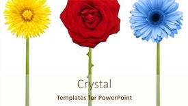  Presentation with stem - PPT layouts having flowers-with-stem-isolated background and a cream colored foreground