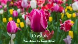  Presentation with rain water - Theme with flowers-with-water-rain-drops background and a tawny brown colored foreground